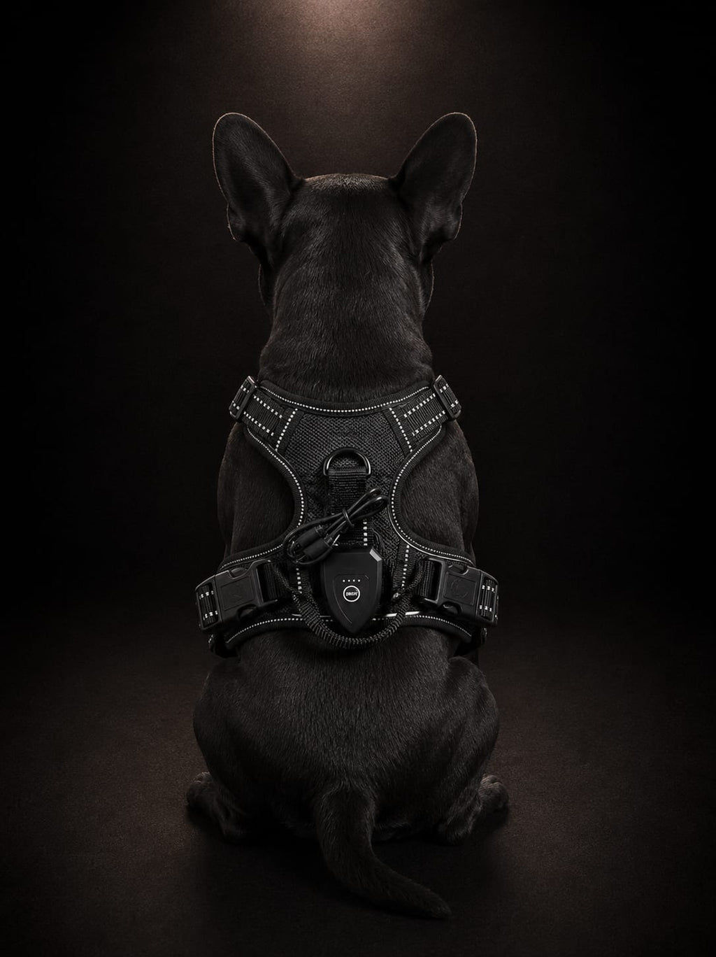 Pechera Premium Reflectiva con Luz LED para Perros | Arnés Ajustable de Seguridad | Talla S | SPOTMASCOTAS