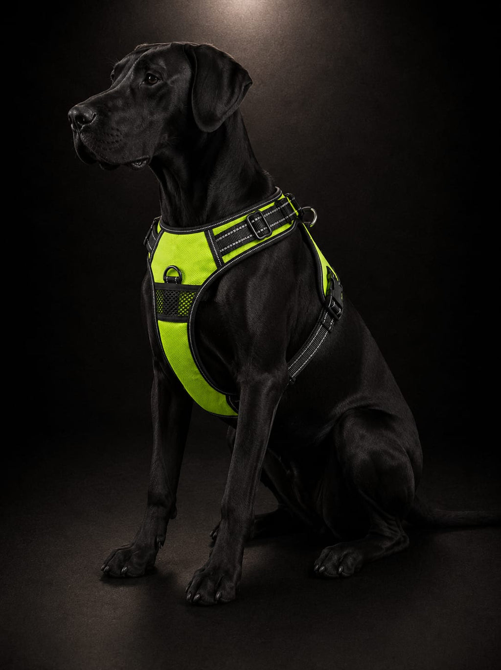 Pechera Premium Reflectiva con Luz LED para Perros | Arnés Ajustable de Seguridad | Talla L | SPOTMASCOTAS