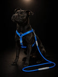 Set de Arnés Ajustable con Correa para Perros | Pechera de Nylon Reforzada | SPOTMASCOTAS