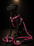 Set de Arnés Ajustable con Correa y Collar para Perros | Pechera Reforzada Premium | SPOTMASCOTAS