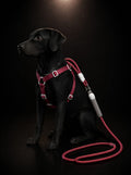 Set de Arnés Ajustable con Correa para Perros | Arnés Ergonómico de Paseo Premium | SPOTMASCOTAS
