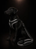 Set de Pechera Acolchada Transpirable con Correa para Perros | Arnés Ergonómico Premium | SPOTMASCOTAS