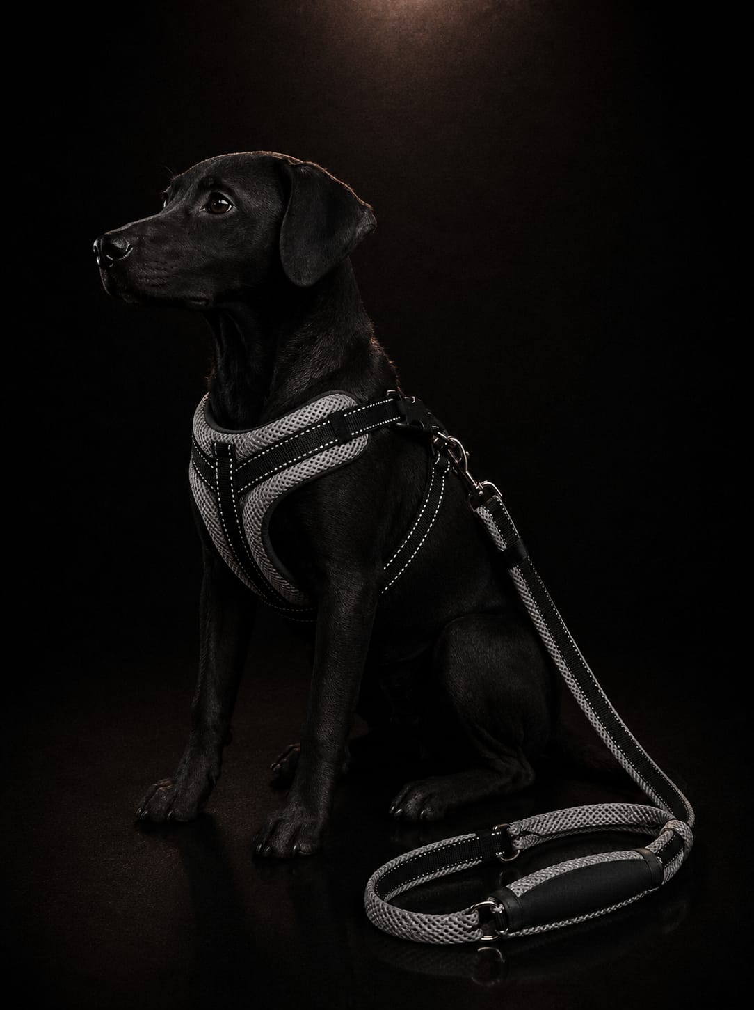 Set de Pechera Acolchada Transpirable con Correa para Perros | Arnés Ergonómico Premium | SPOTMASCOTAS