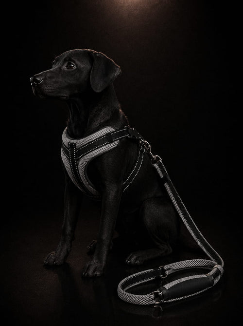 Set de Pechera Acolchada Transpirable con Correa para Perros | Arnés Ergonómico Premium | SPOTMASCOTAS