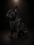 Pechera Premium Reflectiva con Luz LED para Perros | Arnés Ajustable de Seguridad | Talla S | SPOTMASCOTAS