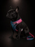 Pechera Ajustable con Correa para Perros | Arnés Acolchado Premium | SPOTMASCOTAS